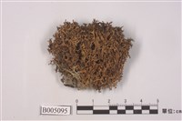 藏品(細裂島衣)的圖片